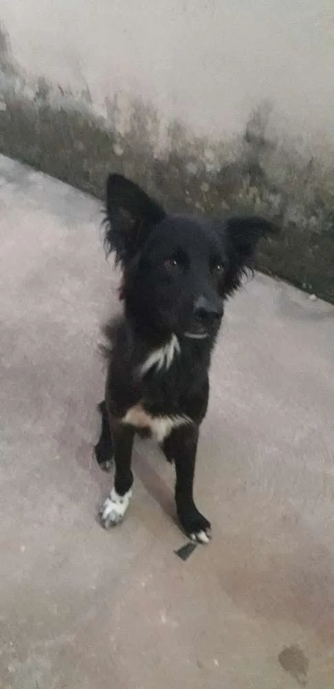 Cachorro raça Pastor alemão misturado  idade 2 anos nome Negão 