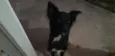 Negão 