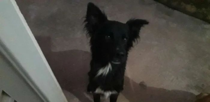 Cachorro raça Pastor alemão misturado  idade 2 anos nome Negão 