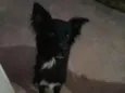 Negão 