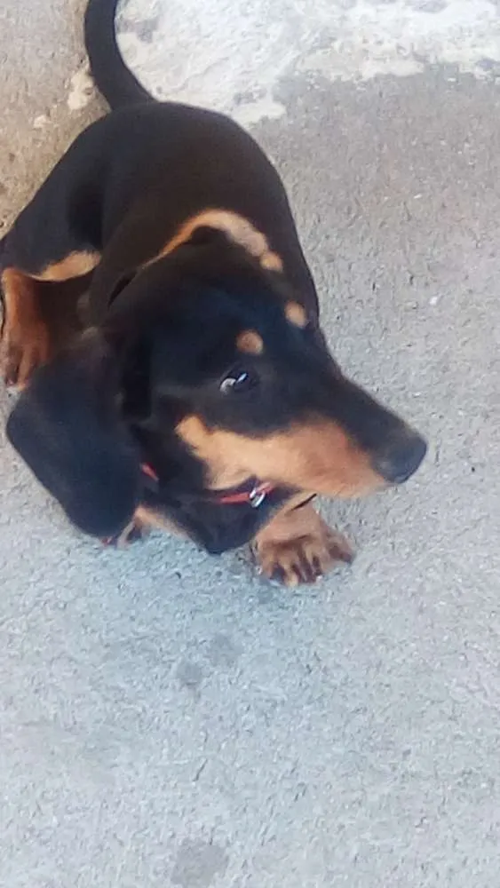 Cachorro ra a Daschund idade 1 ano nome Hulk