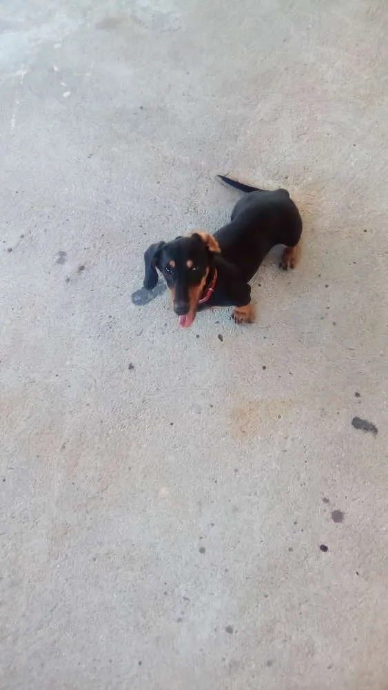 Cachorro ra a Daschund idade 1 ano nome Hulk
