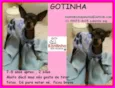 Gotinha