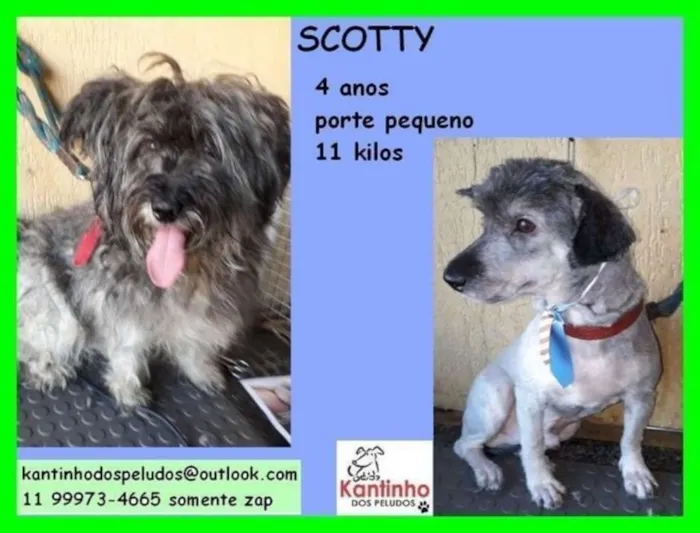 Cachorro ra a  idade 4 anos nome Scotty Pequeno