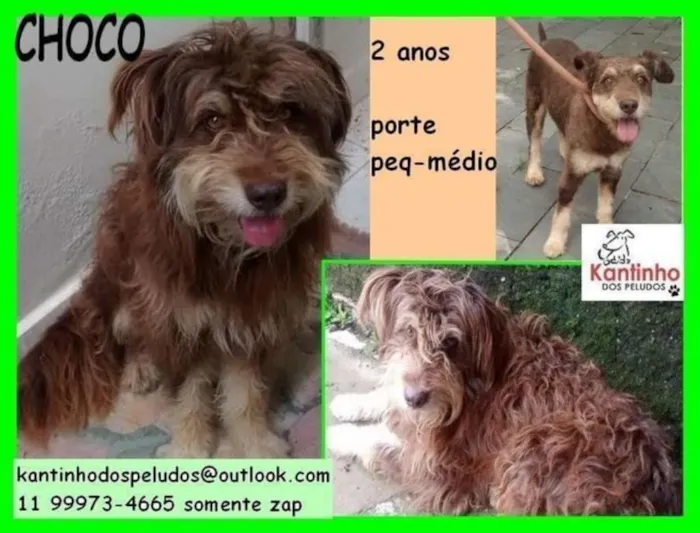 Cachorro ra a  idade 2 anos nome Choco