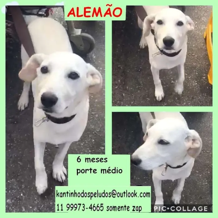 Cachorro ra a  idade 2 a 6 meses nome Alemão Filhote