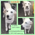 Alemão Filhote