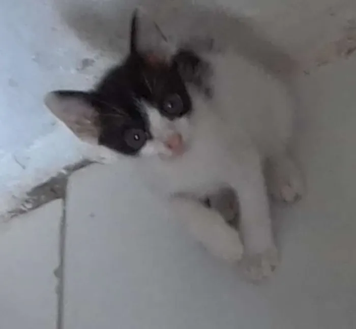 Gato raça  idade Abaixo de 2 meses nome Sem nome