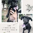 Luna