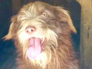 Cachorro raça  idade 1 ano nome Dionísio Pequeno