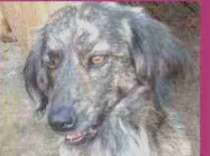 Cachorro raça  idade 3 anos nome Bethânia