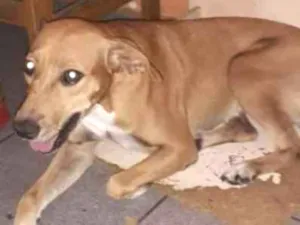 Cachorro raça  idade 2 anos nome Vitória
