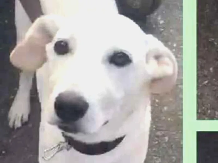 Cachorro ra a  idade 2 a 6 meses nome Alemão Filhote
