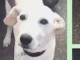 Alemão Filhote