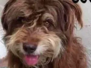 Cachorro raça  idade 2 anos nome Choco