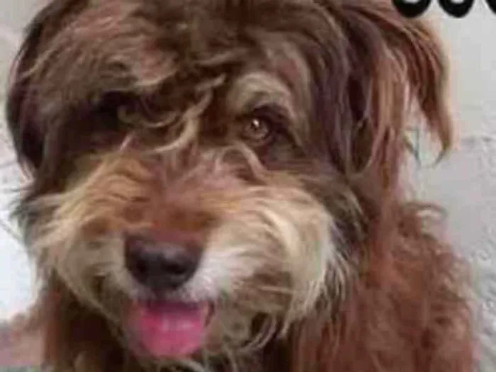 Cachorro ra a  idade 2 anos nome Choco