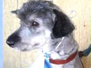 Cachorro raça  idade 4 anos nome Scotty Pequeno