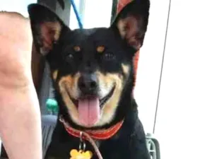 Cachorro raça  idade 3 anos nome Joe Pequeno