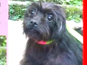 Cachorro raça  idade 4 anos nome Betina Pequena
