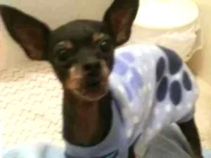 Cachorro raça  idade 6 ou mais anos nome Gotinha