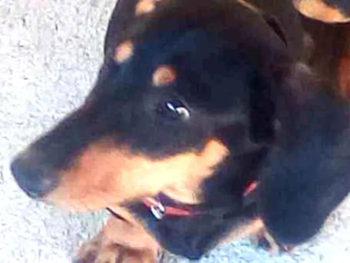 Cachorro ra a Daschund idade 1 ano nome Hulk