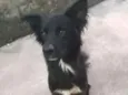 Negão 