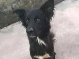 Cachorro raça Pastor alemão misturado  idade 2 anos nome Negão 