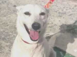 Cachorro raça SRD idade 3 anos nome Shantau