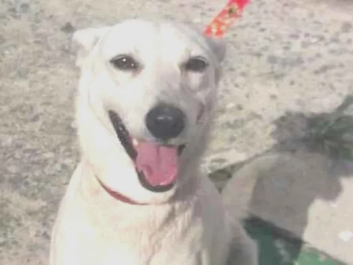 Cachorro ra a SRD idade 3 anos nome Shantau