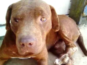 Cachorro raça pit bull idade 3 anos nome Pit