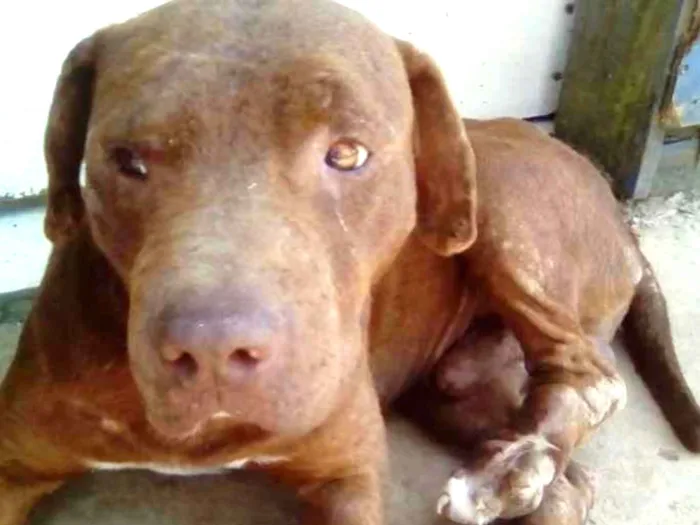 Cachorro ra a pit bull idade 3 anos nome Pit