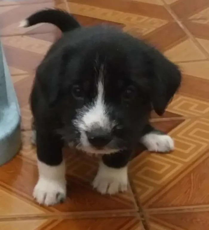Cachorro ra a SRD idade Abaixo de 2 meses nome sem nome