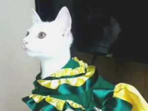 Gato raça RACA INDEFINIDA idade 1 ano nome LUPITA