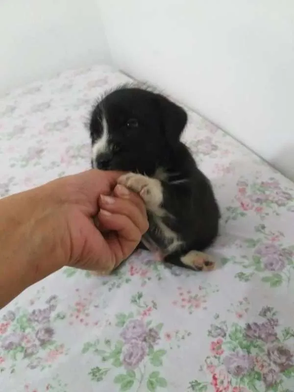 Cachorro ra a SRD idade Abaixo de 2 meses nome sem nome