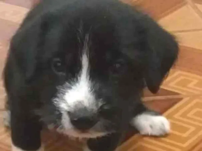 Cachorro ra a SRD idade Abaixo de 2 meses nome sem nome
