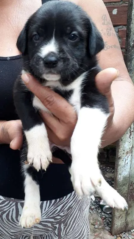 Cachorro ra a SRD idade Abaixo de 2 meses nome sem nome
