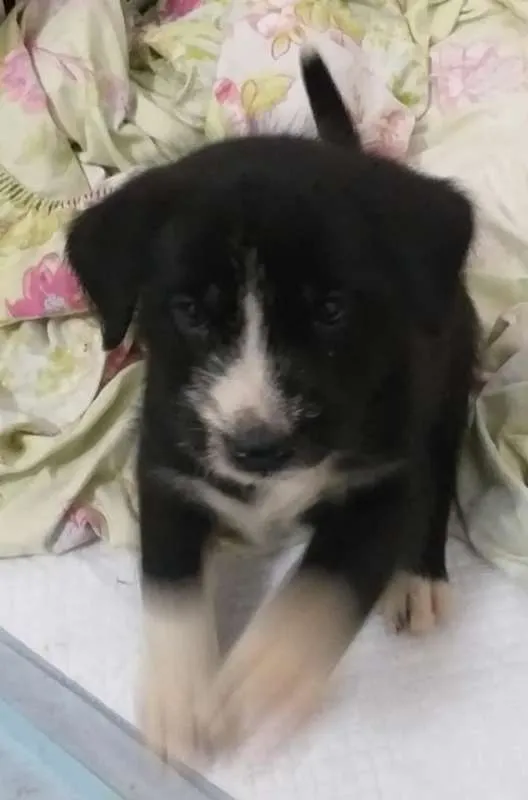 Cachorro ra a SRD idade Abaixo de 2 meses nome sem nome