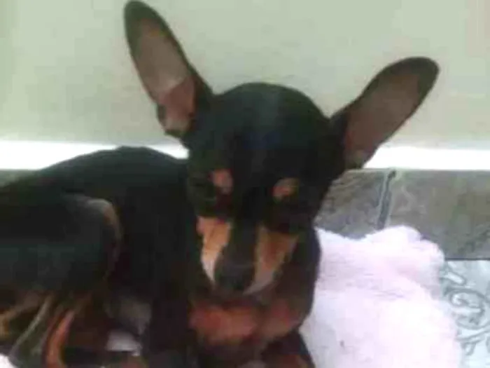 Cachorro ra a Pincher idade 6 ou mais anos nome Jade