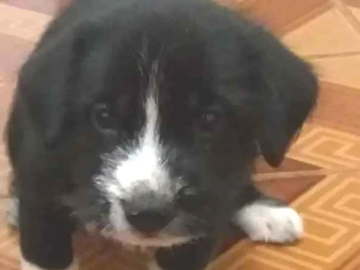 Cachorro ra a SRD idade Abaixo de 2 meses nome sem nome