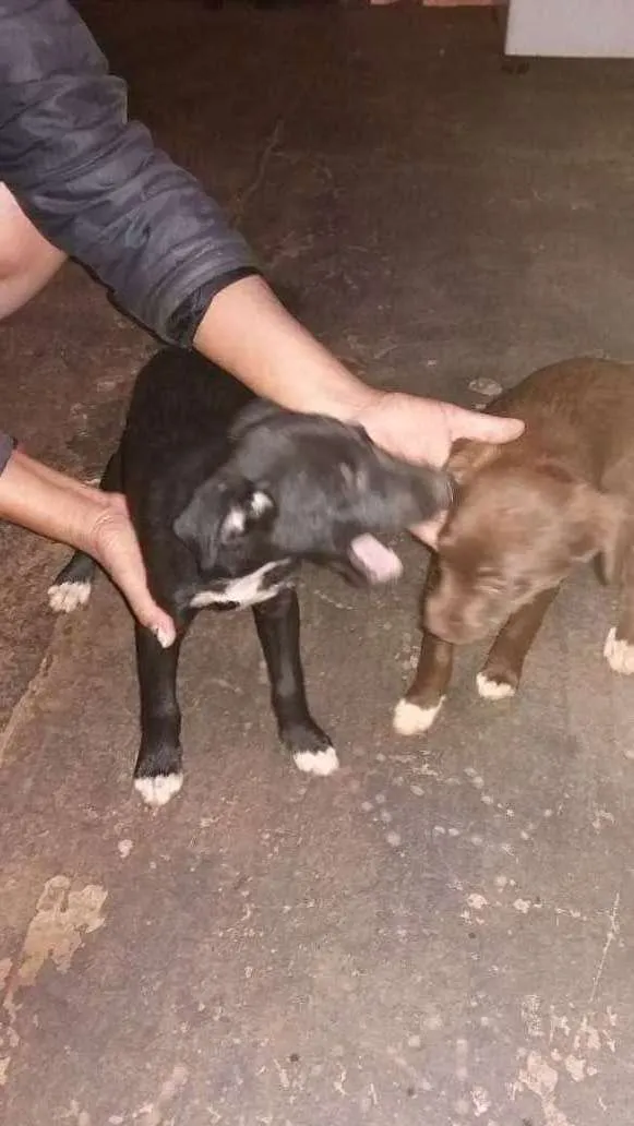 Cachorro ra a vira lata idade Abaixo de 2 meses nome lindos