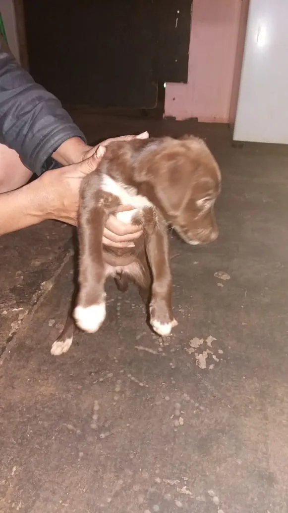 Cachorro ra a vira lata idade Abaixo de 2 meses nome lindos