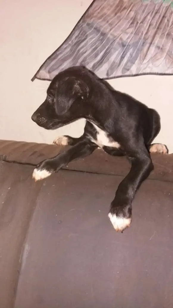 Cachorro ra a vira lata idade Abaixo de 2 meses nome lindos