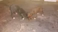 lindos