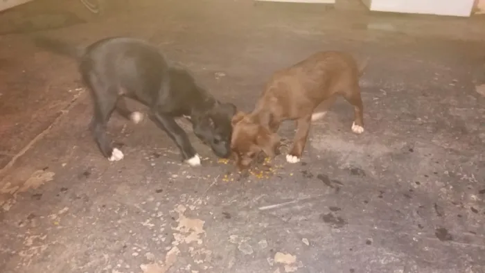 Cachorro ra a vira lata idade Abaixo de 2 meses nome lindos