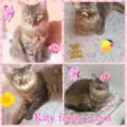Katy