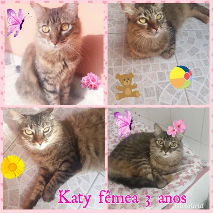 Gato ra a SRD Gata idade 3 anos nome Katy