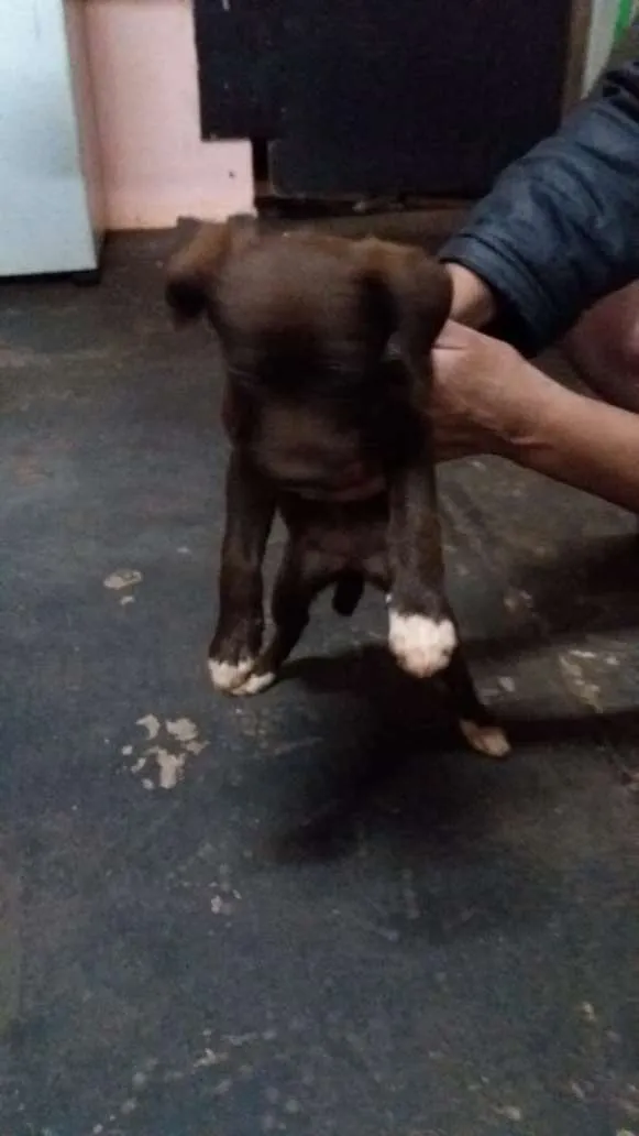 Cachorro ra a vira lata idade Abaixo de 2 meses nome lindos
