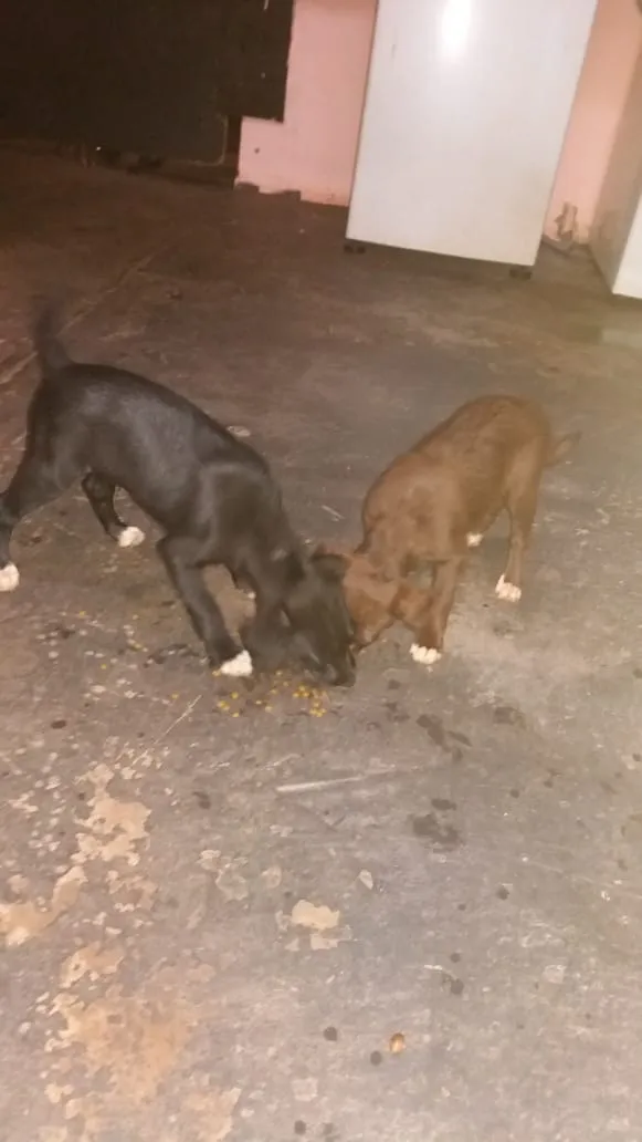 Cachorro ra a vira lata idade Abaixo de 2 meses nome lindos