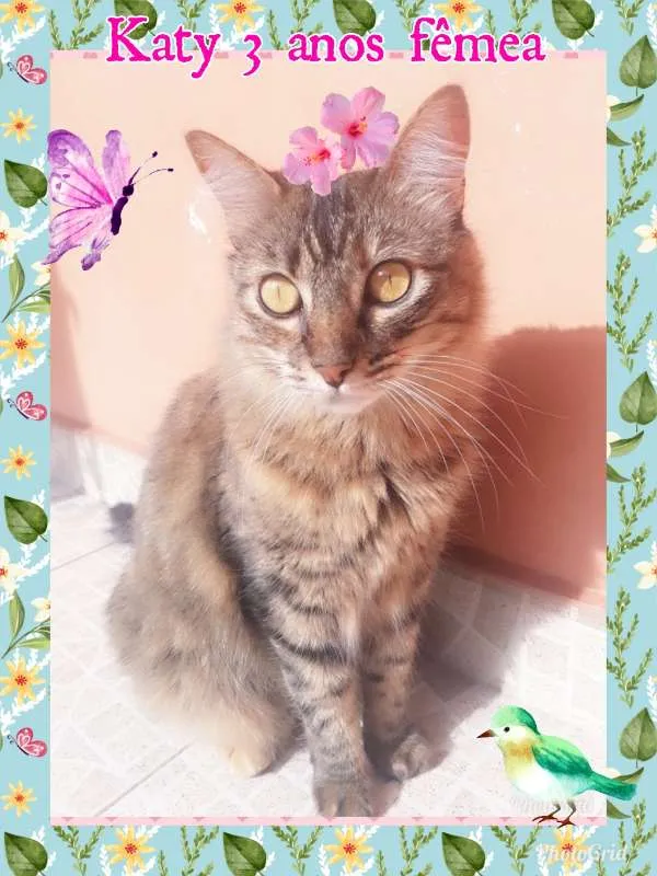 Gato ra a SRD Gata idade 3 anos nome Katy