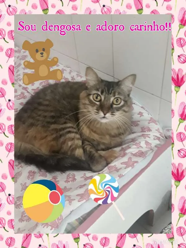 Gato ra a SRD Gata idade 3 anos nome Katy
